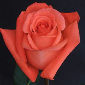 ROSE MOVIE STAR KENIA 50